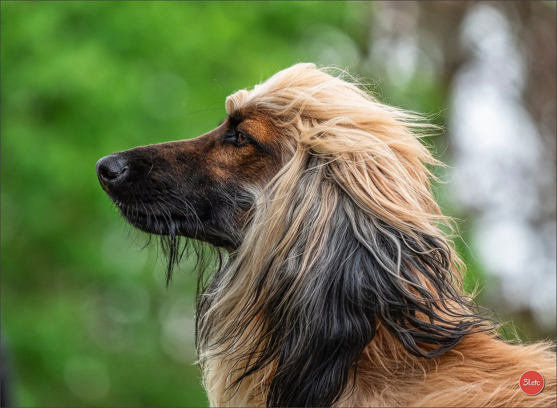Der Windhund-Rennverein Kurpfalz e.V. (WRV-Kurpfalz) ist ein Windhundverein mit einer wunderschönen Anlage inklusive einer modernen Rasen-Re. Photographe à Strasbourg | Portraits, Studio, Enfants, Événements