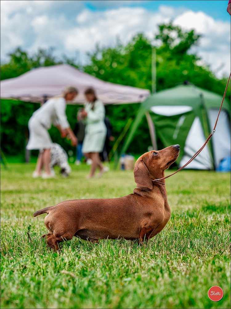Dog Show Rieden 🇩🇪 16-18/05/2025. Photographe à Strasbourg | Portraits, Studio, Enfants, Événements