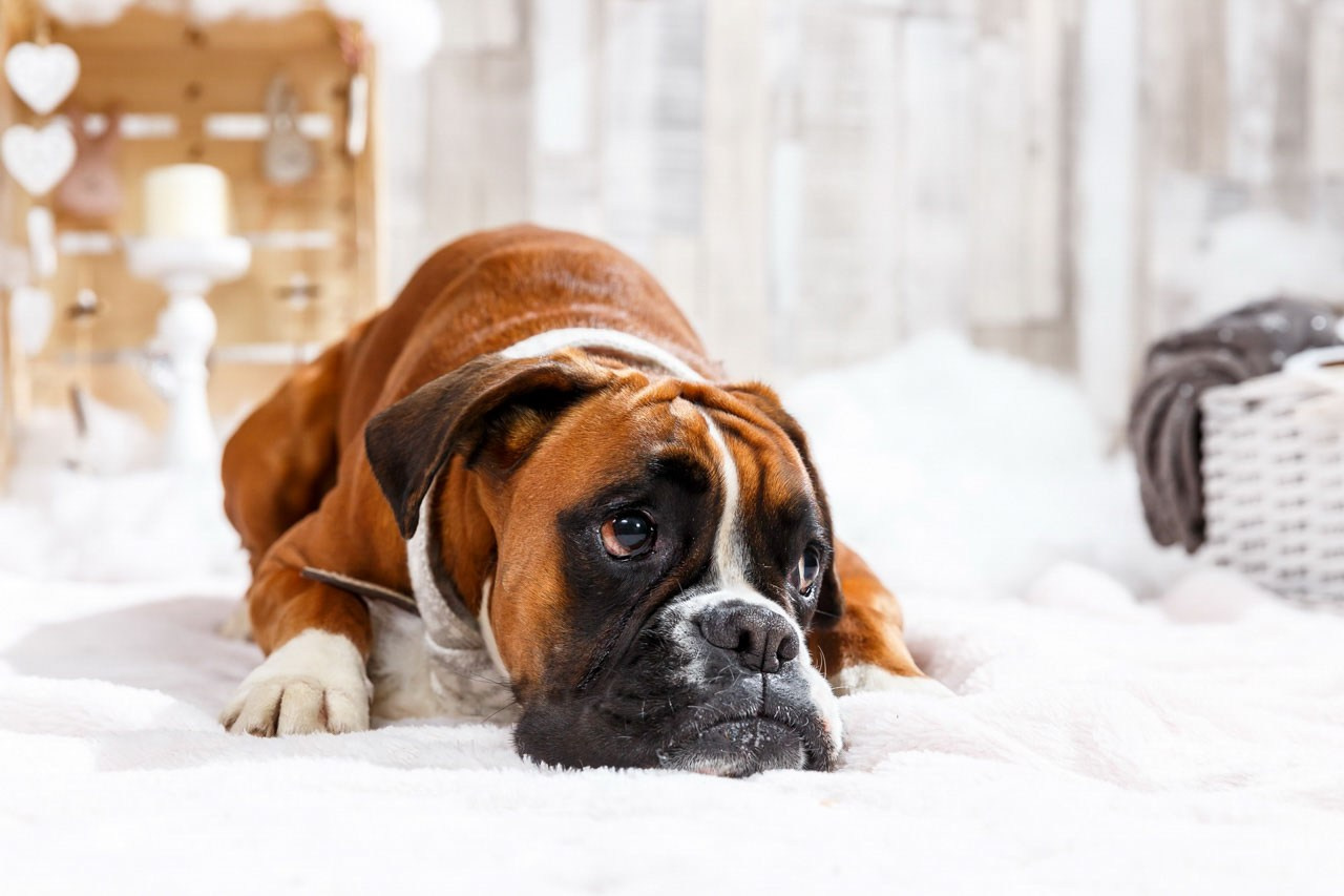 Portret bokser psa u studuju sa novogodišnjom dekoracijom