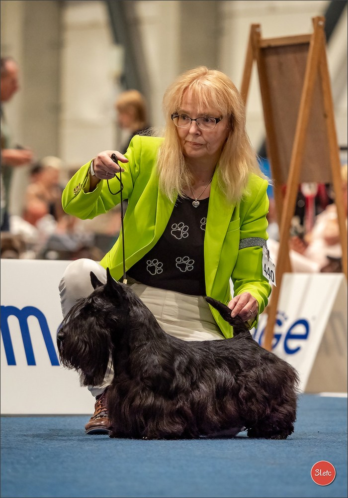Dog Show Liege 🇧🇪 19-29/07/2025. Photographe à Strasbourg | Portraits, Studio, Enfants, Événements