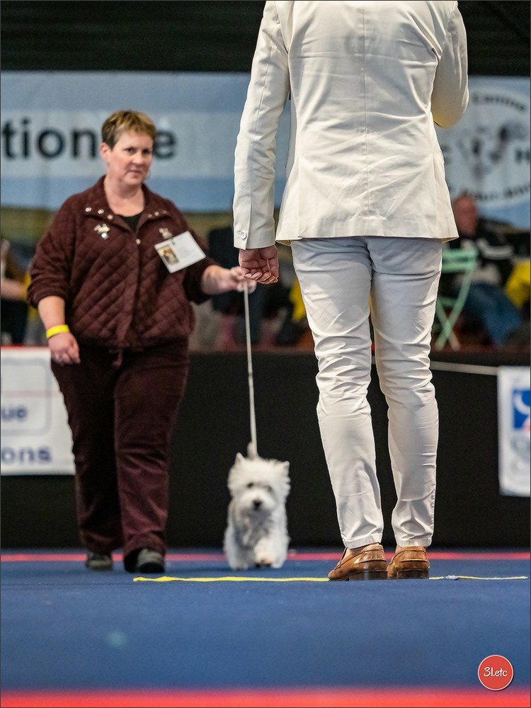 Expo canine   🇫🇷   Mulhouse 5-6/04/2025. Photographe à Strasbourg | Portraits, Studio, Enfants, Événements