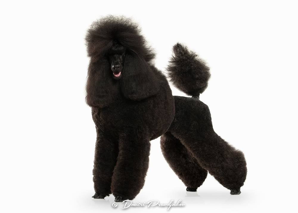 LEMMIKLOOMADE PILDISTAMINE