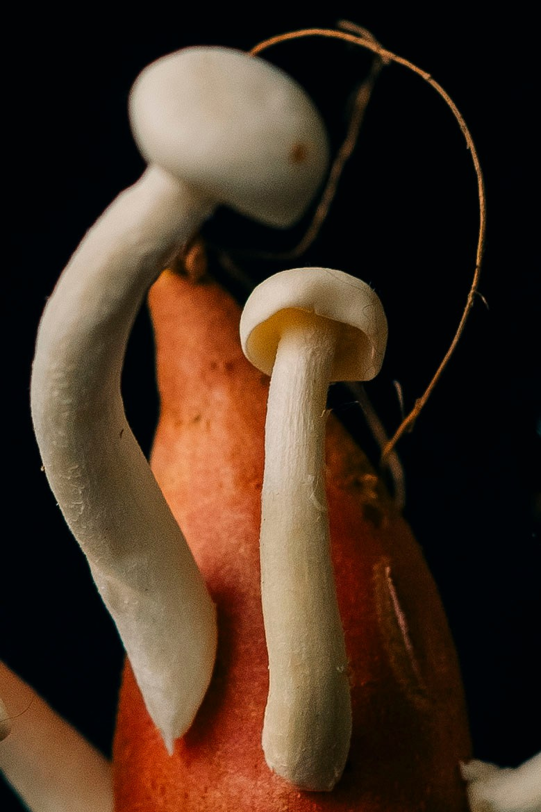 Sweet potato & mushrooms. Мария Шер. Профессиональный фотограф в городе Порту, Португалия