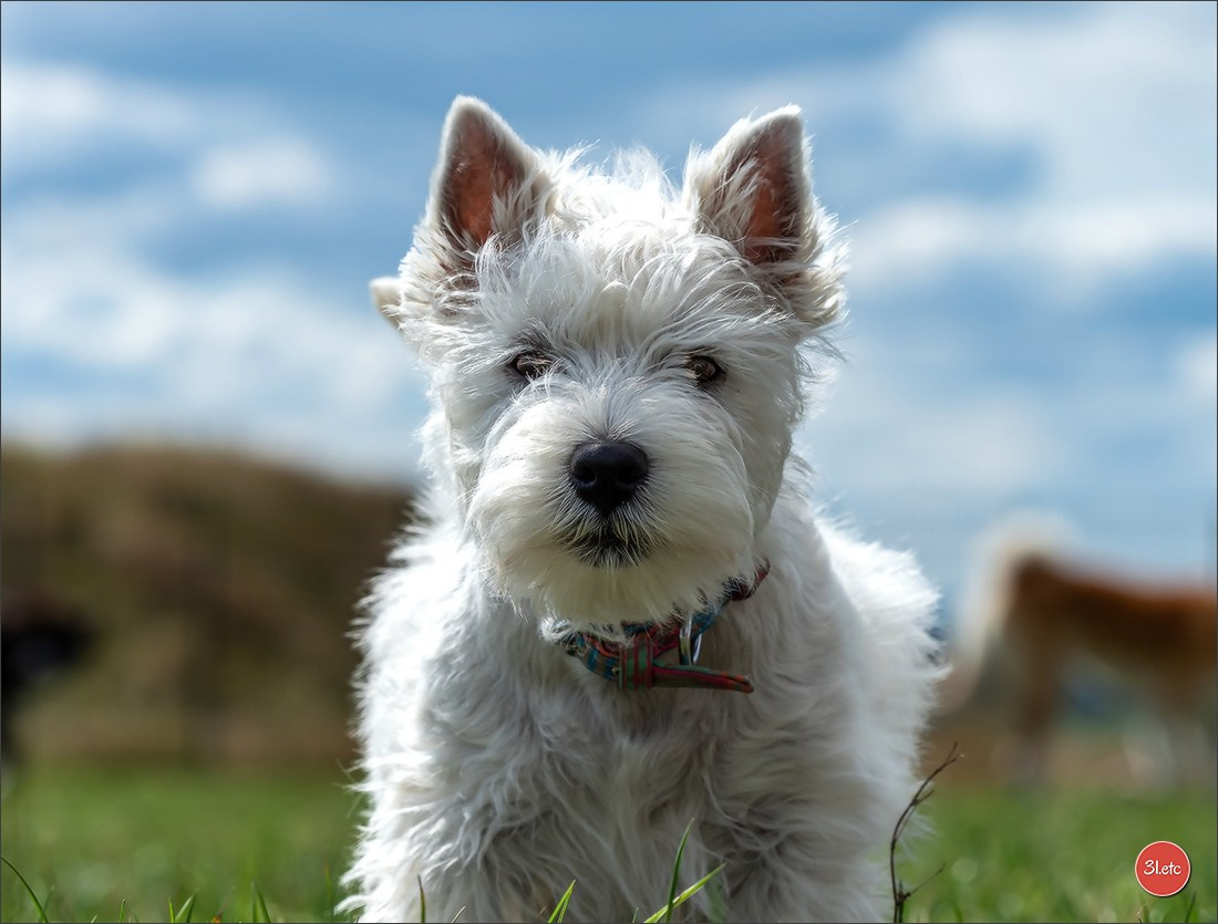 Exposition Canine à  Margny-lès-Compiègne 14-15/09/2024. Photographe à Strasbourg | Portraits, Studio, Enfants, Événements