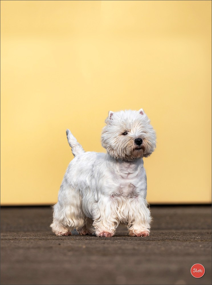 🇫🇷  Chalons en Champagne  🇫🇷  Expo canine  31/01-01/02/2026. Photographe à Strasbourg | Portraits, Studio, Enfants, Événements