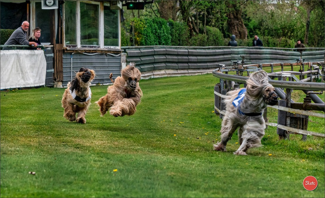 Der Windhund-Rennverein Kurpfalz e.V. (WRV-Kurpfalz) ist ein Windhundverein mit einer wunderschönen Anlage inklusive einer modernen Rasen-Re. Photographe à Strasbourg | Portraits, Studio, Enfants, Événements