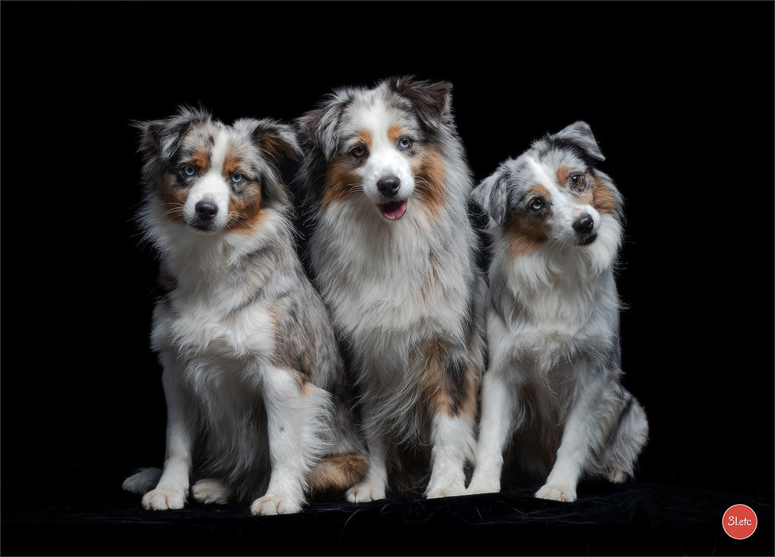 Photographie animalière. Photographe à Strasbourg | Portraits, Studio, Enfants, Événements