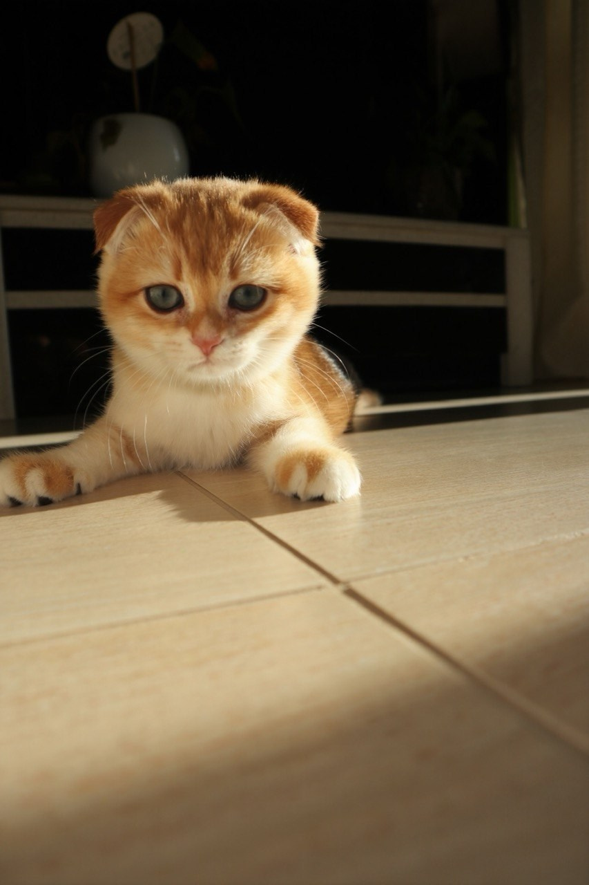Scottish Fold kitten from DreamCatFold cattery in Greece