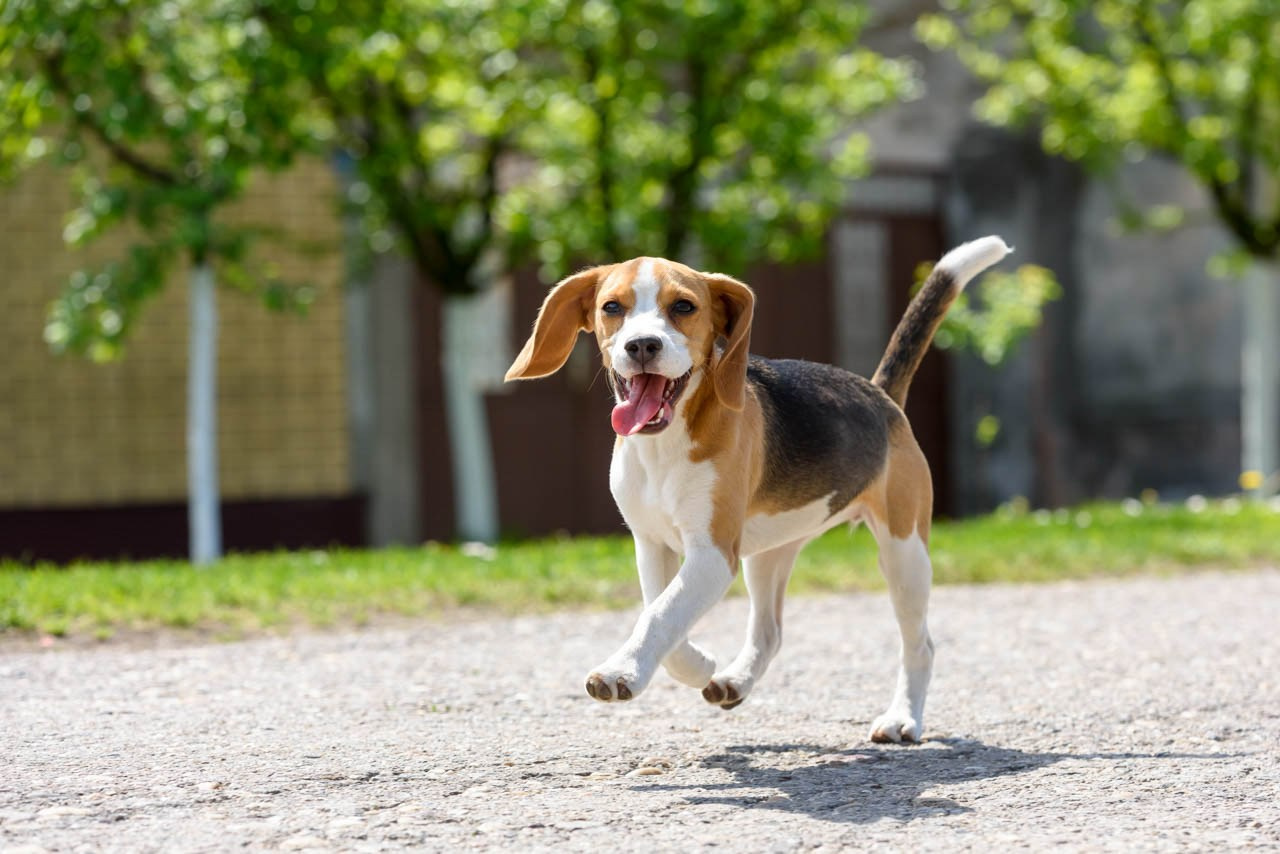 Beagle pas na seoskom putu.