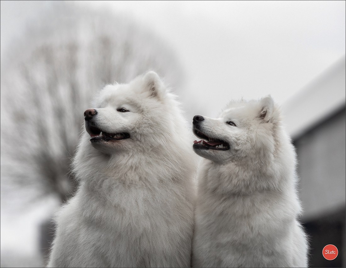 Exposition Canine à 🇫🇷 PARIS 12/01/2025. Photographe à Strasbourg | Portraits, Studio, Enfants, Événements