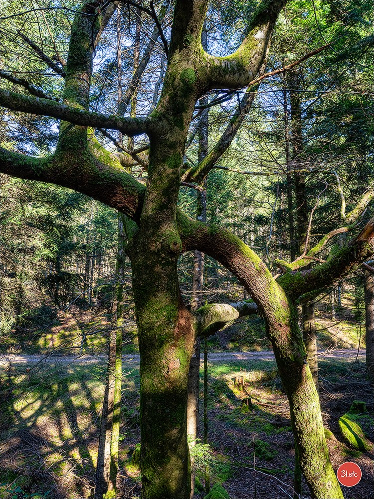 Une forêt, un rocher et un cimetière gallo-romain. Photographe à Strasbourg | Portraits, Studio, Enfants, Événements