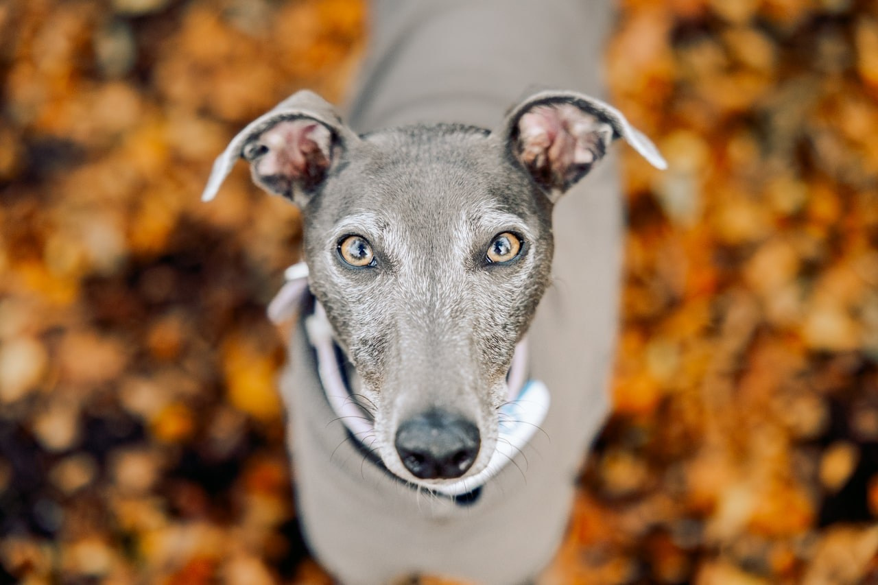 Pet Photography. Romantic & Soulful Photography by Natalia Olhova in Rotterdam