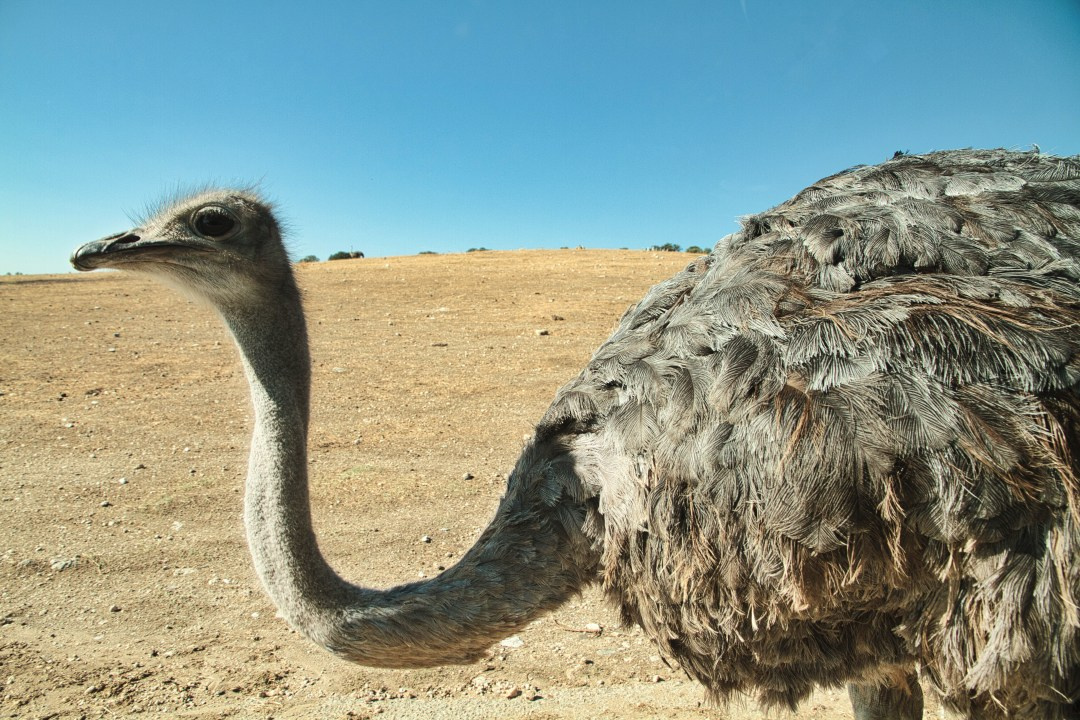 Fotógrafo. Fotógrafo de bodas, familiar, niños y modelos en Madrid, Julio César Bustamante