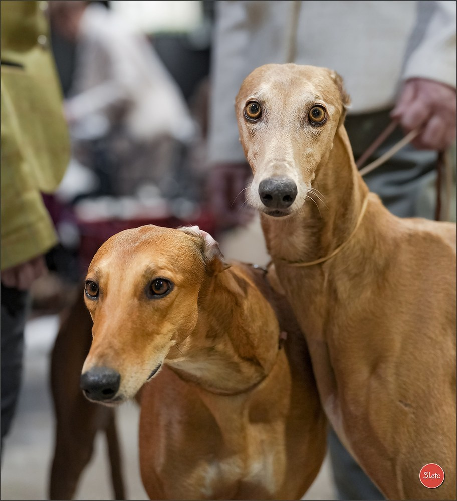 🇱🇺 LUXEMBOURG 🇱🇺 International Dog Show 4-5/04/2026. Photographe à Strasbourg | Portraits, Studio, Enfants, Événements