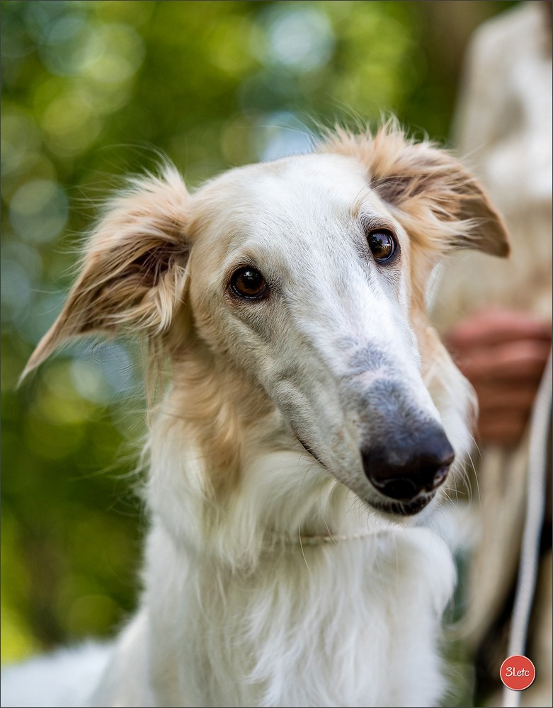 Dog Show Ludwigshafen  🇩🇪  16-17/08/2025. Photographe à Strasbourg | Portraits, Studio, Enfants, Événements