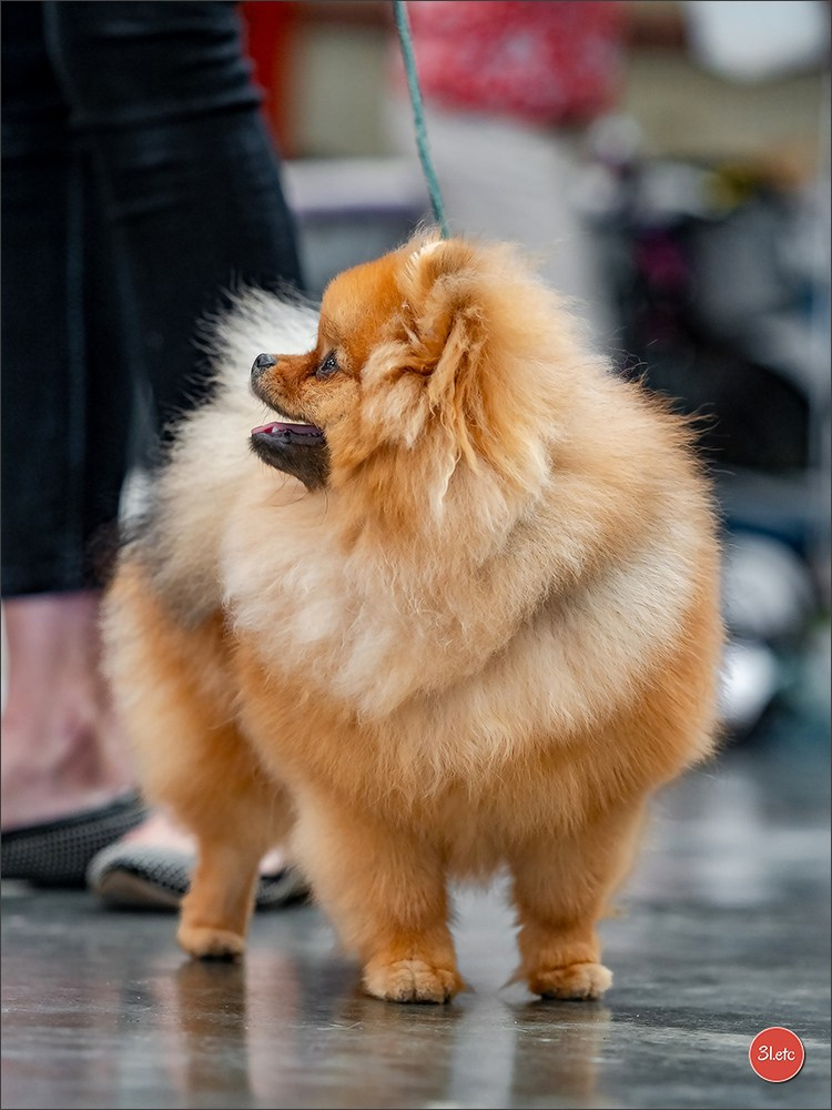 Expo canine 🇫🇷 MARGNY LES COMPIEGNE 06-07/09/2025. Photographe à Strasbourg | Portraits, Studio, Enfants, Événements