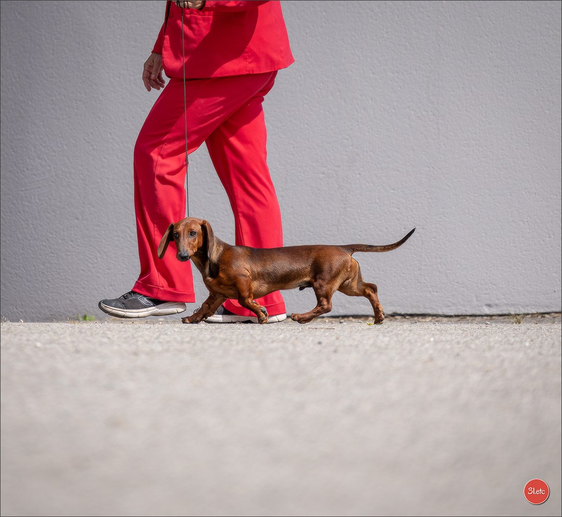 Expo canine 🇫🇷 Valence 02-03/05/2026