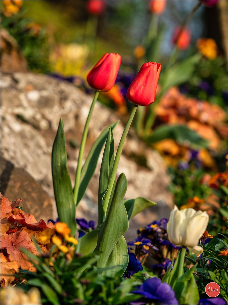 Angers  🇫🇷. Photographe à Strasbourg | Portraits, Studio, Enfants, Événements