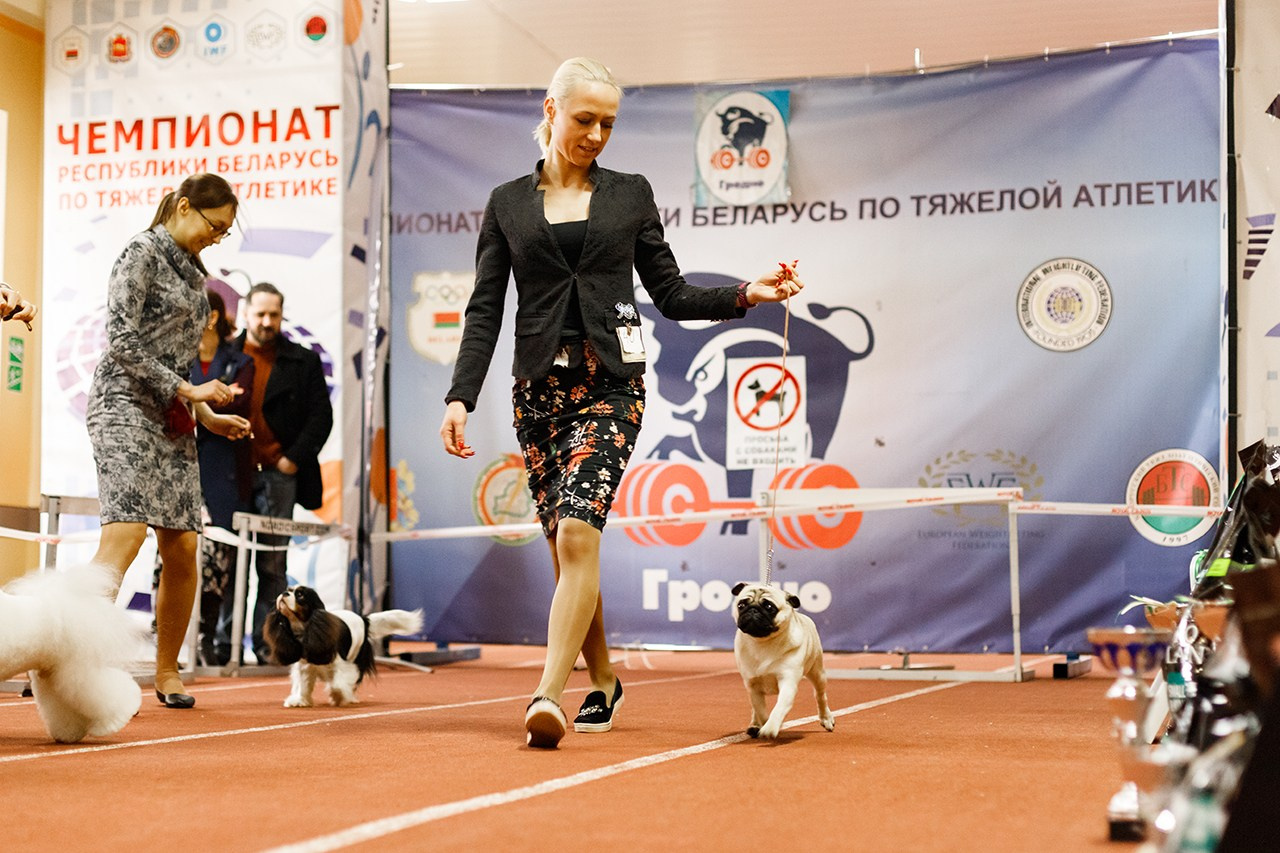 Grodno dog show. Kaja | fotograf we Wrocławiu | ludzie i psy