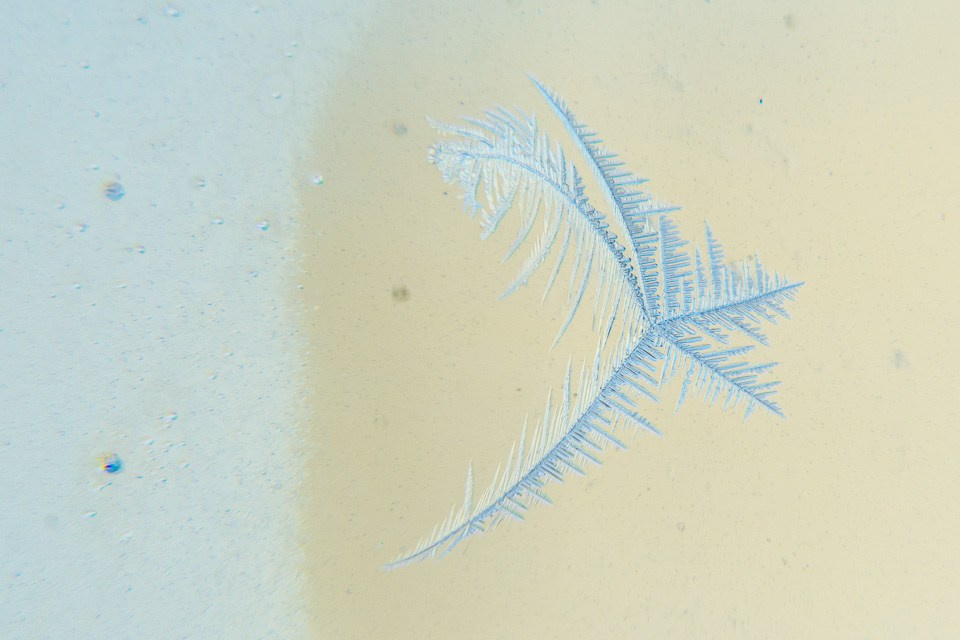 Fotografie Macro~ Close up. Andreea Ivan art-Fotograf Constanta, Fotograf profesionist Constanta, Fotograf de nunta Constanta, botez, sedinte foto cu tematica, portret