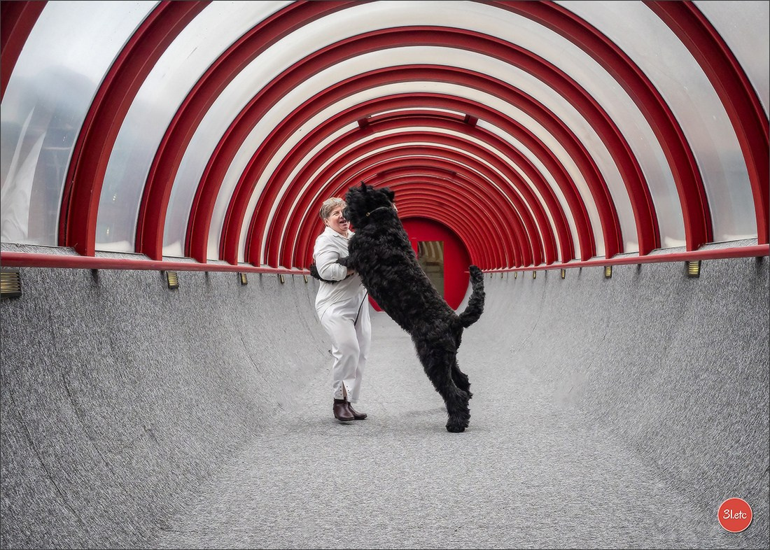 13-14.12.2025   🇧🇪   Brussels Dog Show. Photographe à Strasbourg | Portraits, Studio, Enfants, Événements