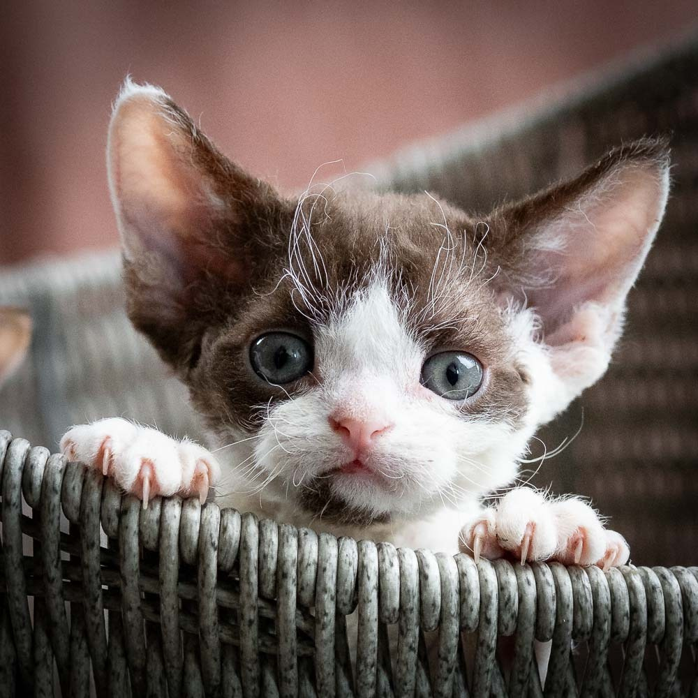 Henry,  boy, born 04.20.25. Devon Rex Pixie Cattery