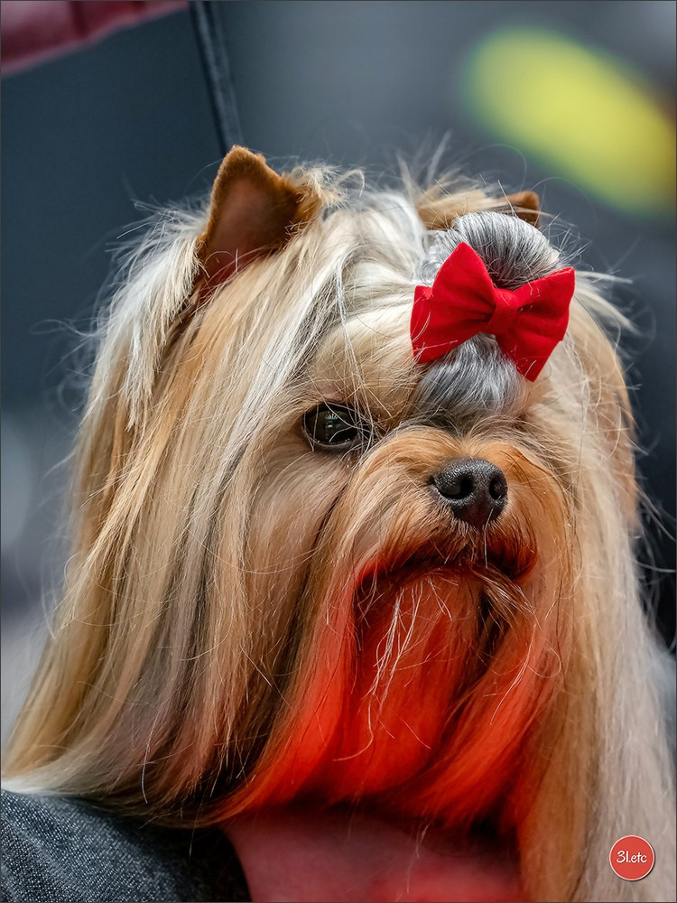 Dog Show Offenbourg  🇩🇪  14-15/03/2026. Photographe à Strasbourg | Portraits, Studio, Enfants, Événements