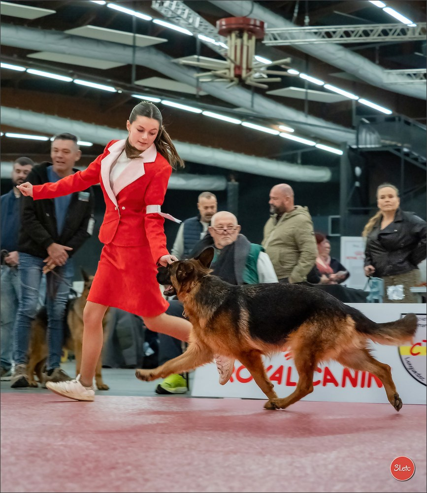 🇫🇷  Perpignan Dog Show  🇫🇷  Expo canine  17-18/01/2026. Photographe à Strasbourg | Portraits, Studio, Enfants, Événements