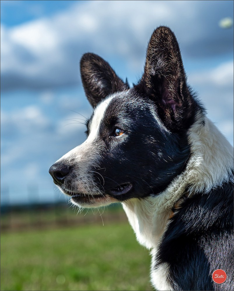 Photographie animalière. Photographe à Strasbourg | Portraits, Studio, Enfants, Événements