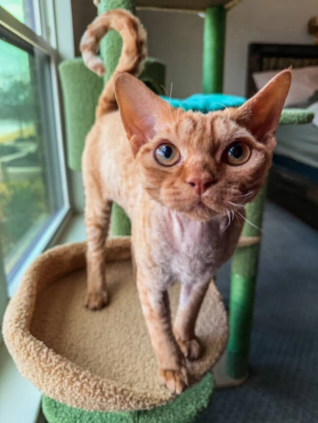 Dorito, boy, born on 06.06.24 SOLD. Devon Rex Pixie Cattery