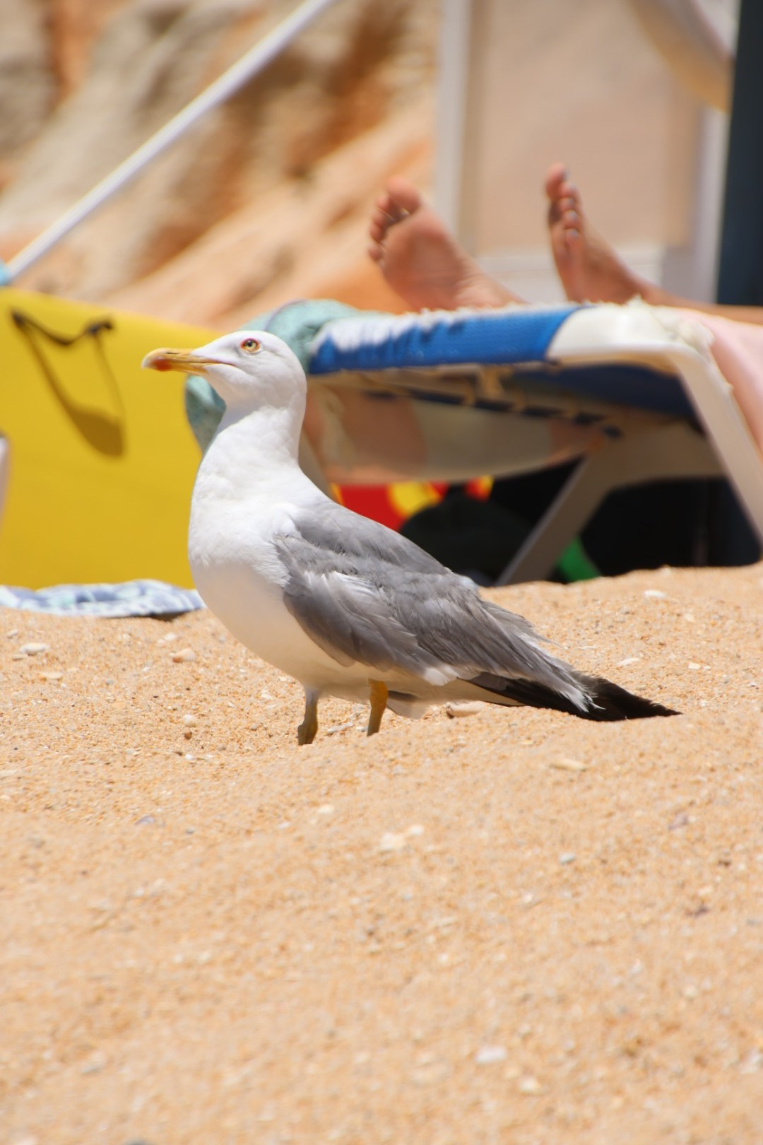 Portugal 2024. Марина фотограф из Нюрнберга