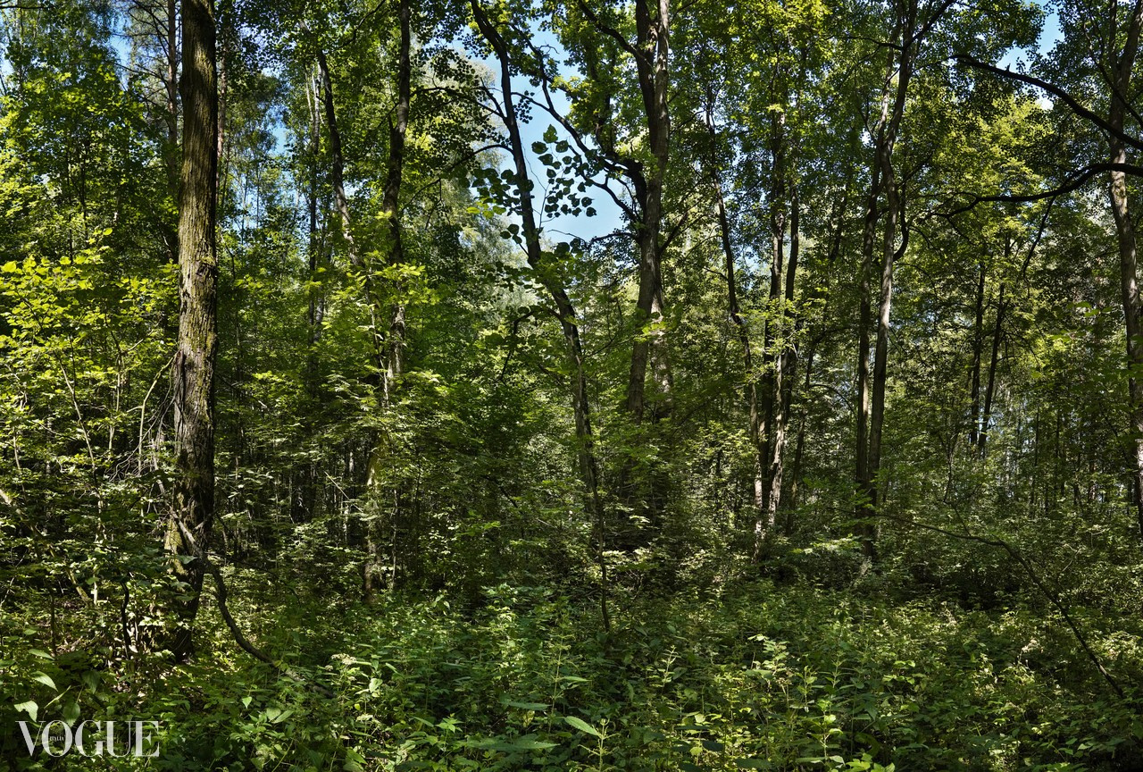 Сказка подмосковного леса. Суть фотографии в стиле изобразительного искусства