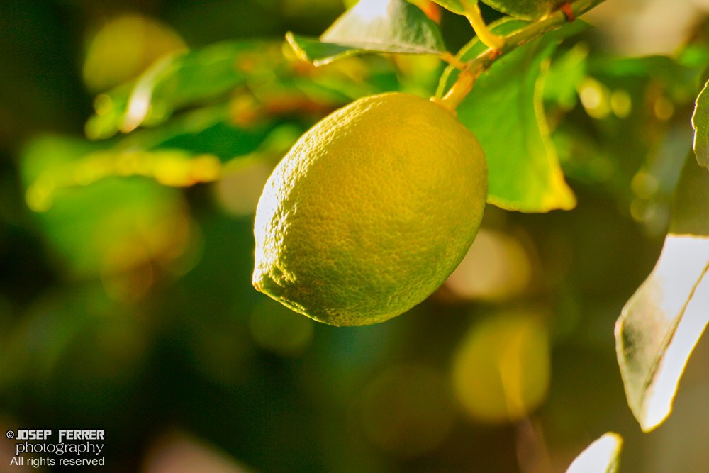 Lemon on tree
