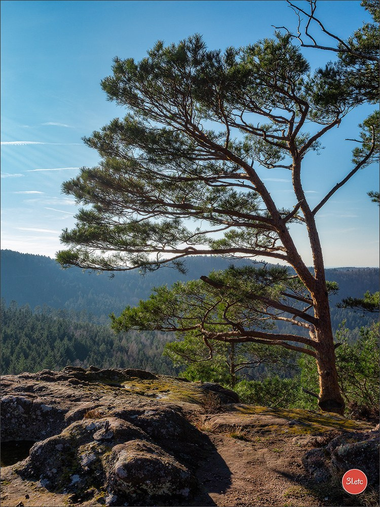 Une forêt, un rocher et un cimetière gallo-romain. Photographe à Strasbourg | Portraits, Studio, Enfants, Événements