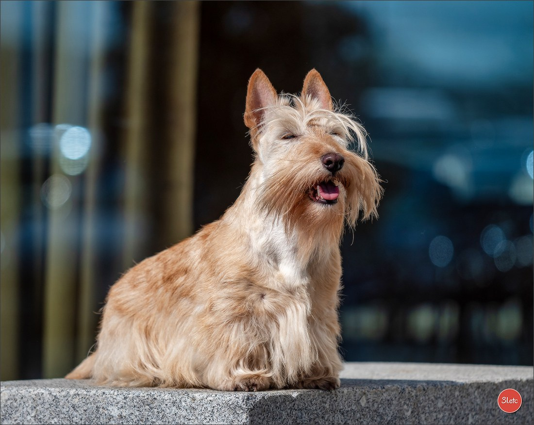 Photographie animalière. Photographe à Strasbourg | Portraits, Studio, Enfants, Événements