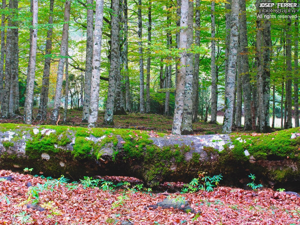 Beech forest, Ordesa national park, Huesca