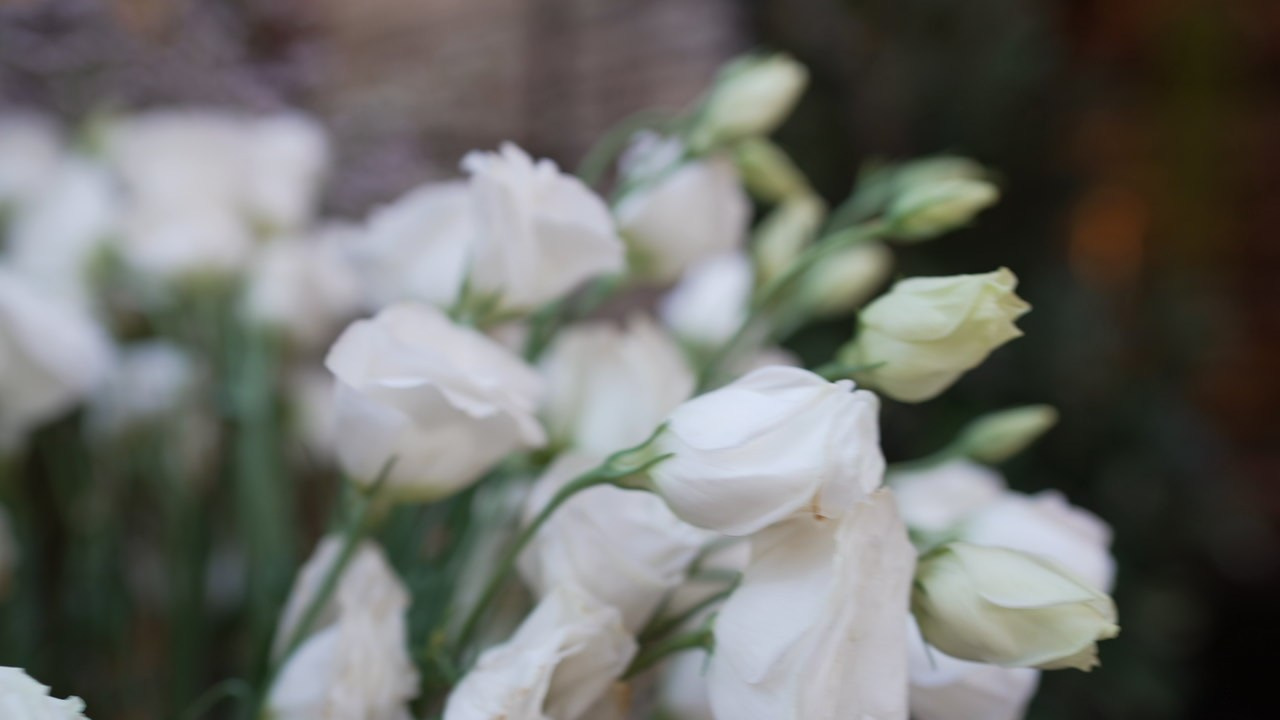 VIA / BASICO. Wedding and events photographers Studio Shalom