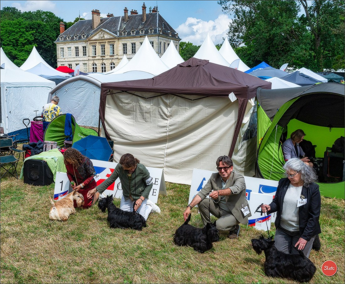 Championnat de France du chien de race  🇫🇷  DIJON (château de Brognon) 7-8/06/2025. Photographe à Strasbourg | Portraits, Studio, Enfants, Événements