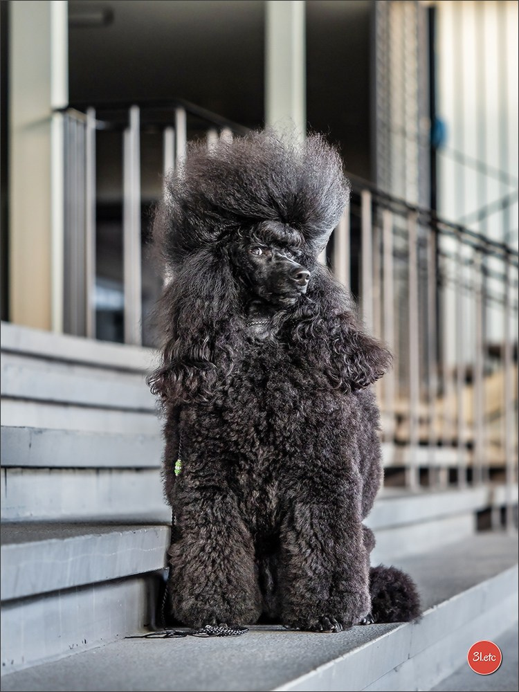 13-14.12.2025   🇧🇪   Brussels Dog Show. Photographe à Strasbourg | Portraits, Studio, Enfants, Événements