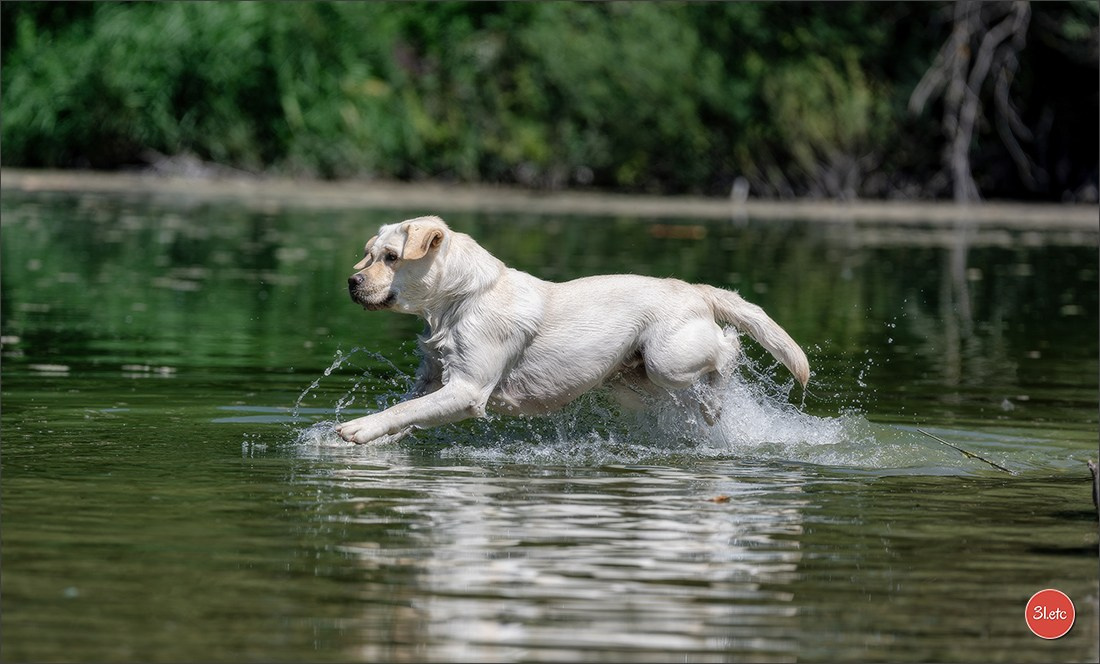 Dog Show - Hallbergmoos 🇩🇪 11-12/07/2026