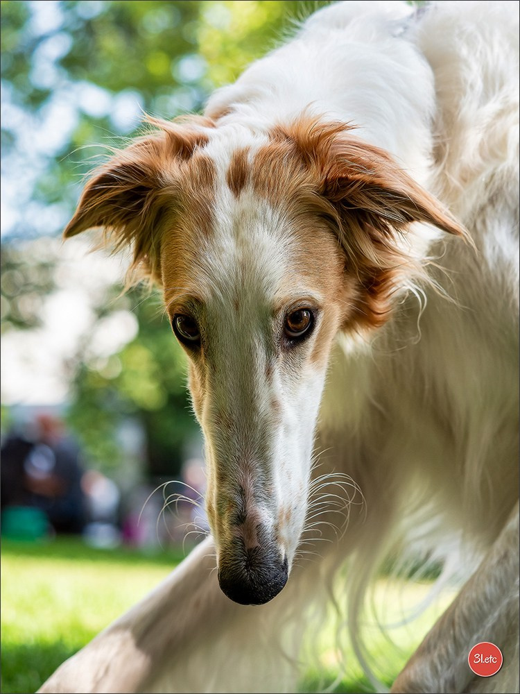 Dog Show Ludwigshafen  🇩🇪  16-17/08/2025. Photographe à Strasbourg | Portraits, Studio, Enfants, Événements