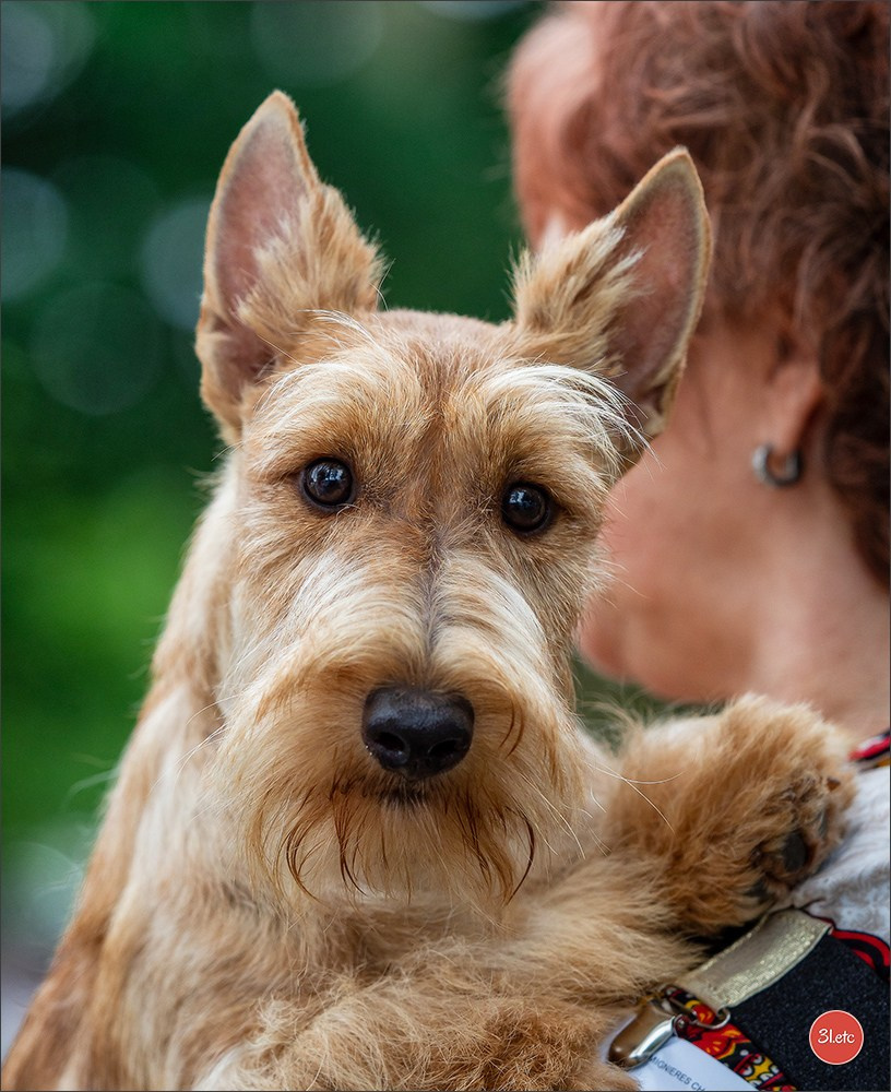 Expo canine Chartres  🇫🇷  15/06/2025. Photographe à Strasbourg | Portraits, Studio, Enfants, Événements