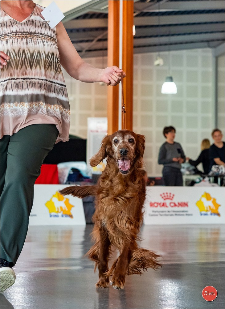Expo canine 🇫🇷 Valence 03-04/05/2025. Photographe à Strasbourg | Portraits, Studio, Enfants, Événements