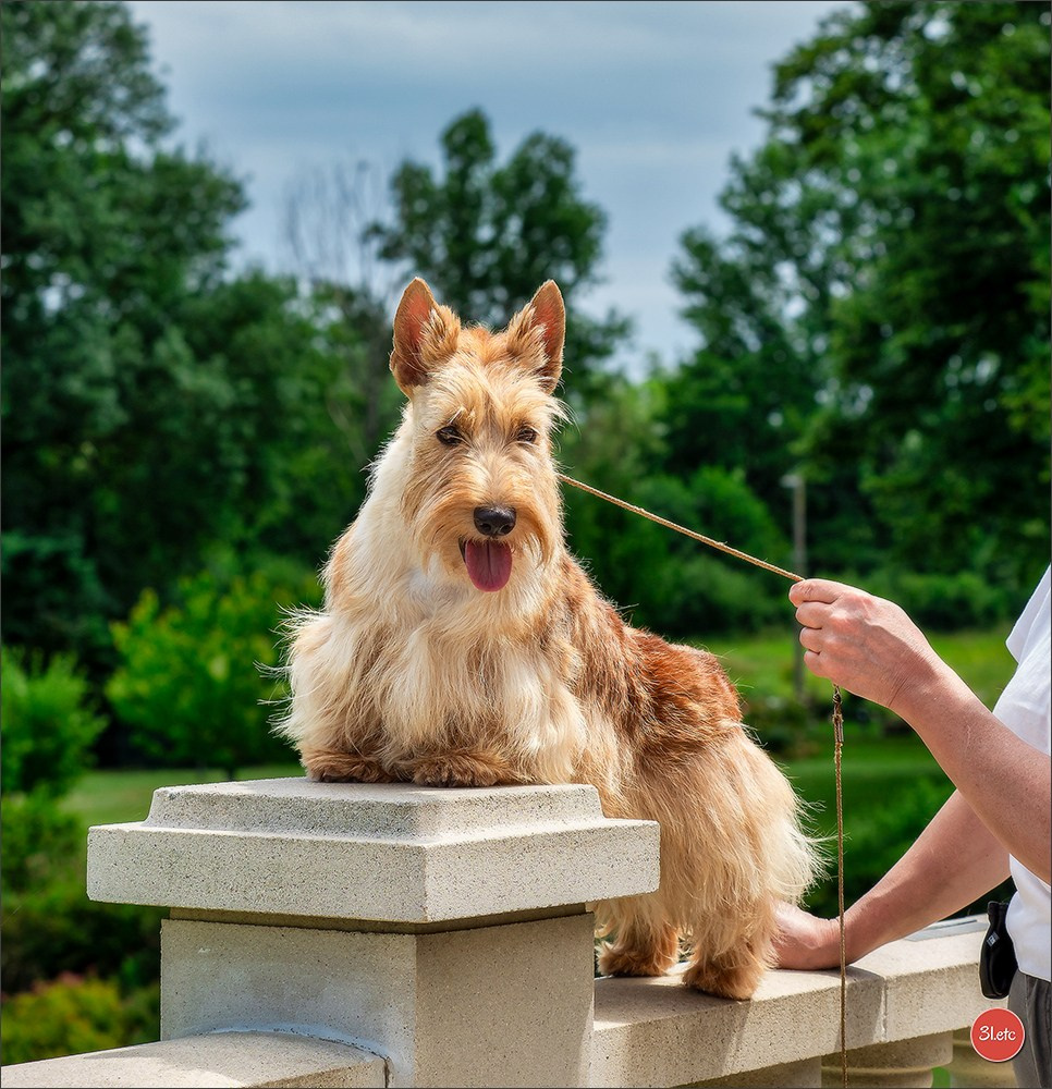 Expo canine Chartres  🇫🇷  15/06/2025. Photographe à Strasbourg | Portraits, Studio, Enfants, Événements