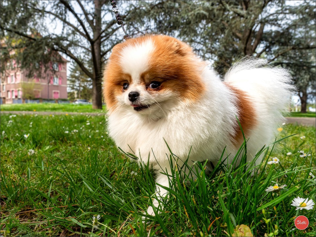 Expositions canines des 6 & 7 avril 2024 NDS Mulhouse, France. Photographe à Strasbourg | Portraits, Studio, Enfants, Événements