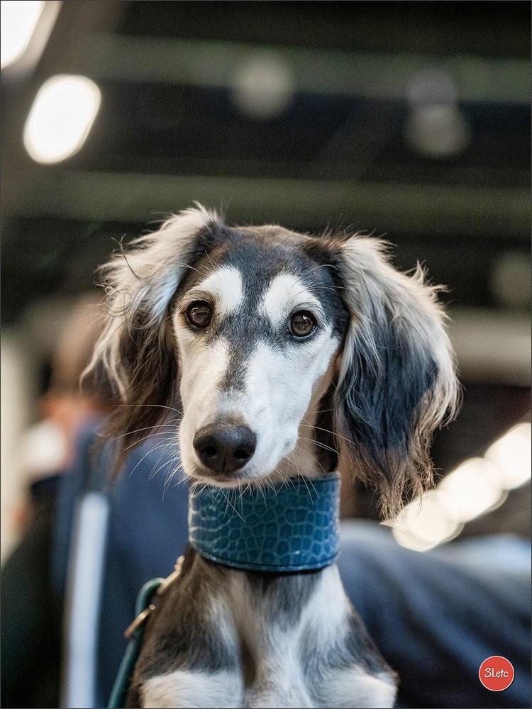 🇫🇮 WDS Helsinki 2025 🇫🇮. Photographe à Strasbourg | Portraits, Studio, Enfants, Événements