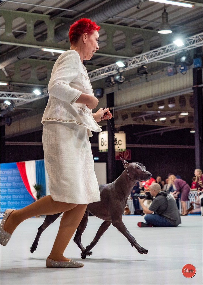 🇱🇺 LUXEMBOURG 🇱🇺 International Dog Show 🇱🇺 30/08 - 31/08/2025. Photographe à Strasbourg | Portraits, Studio, Enfants, Événements