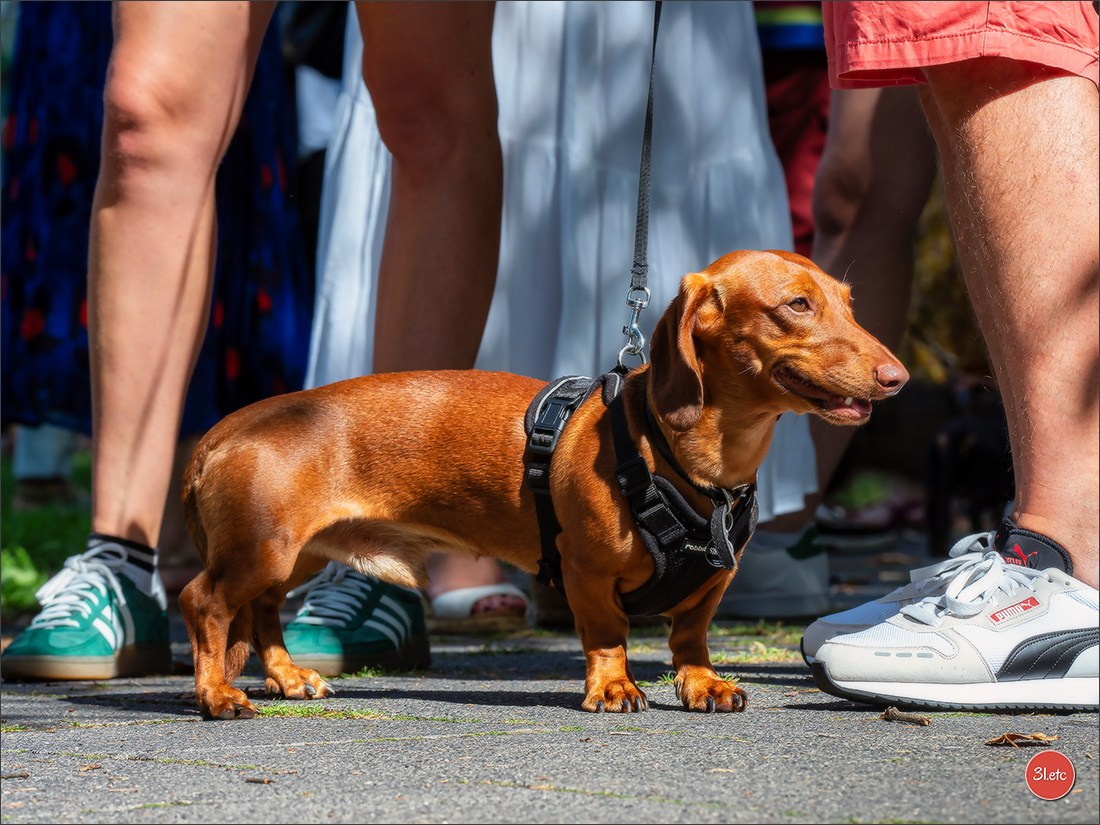 Teckels Parade Strasbourgeoise  Vous pouvez voir le galerie de photos. Photographe à Strasbourg | Portraits, Studio, Enfants, Événements