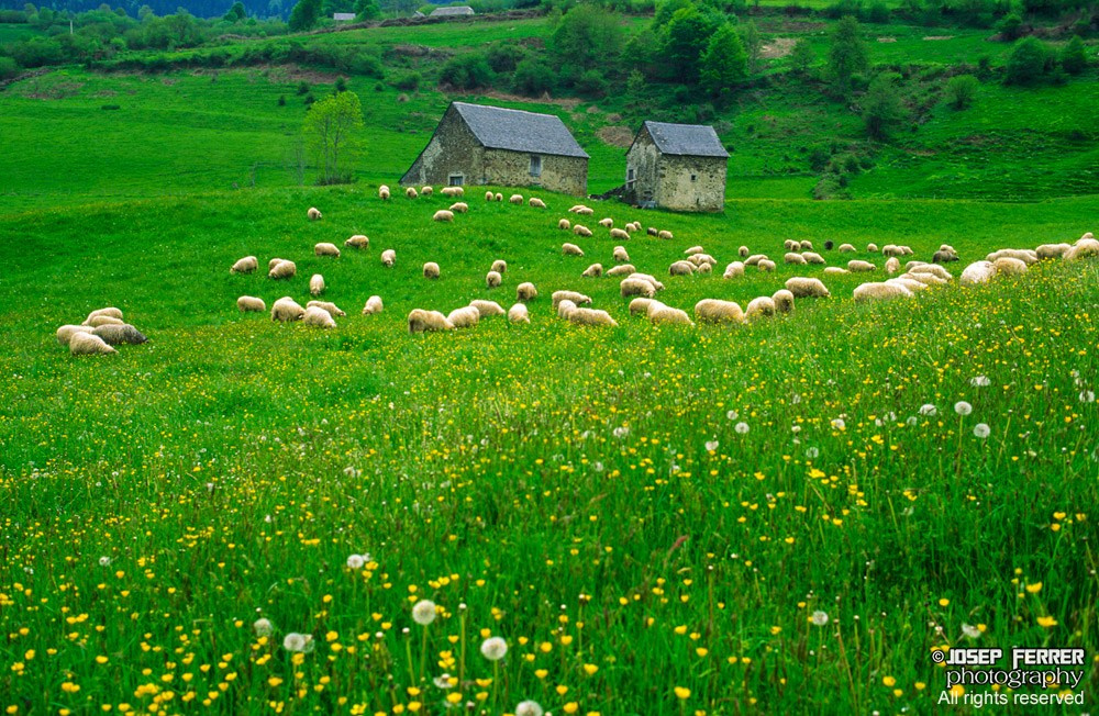 Sheep, Bearn, Pyrenees, France