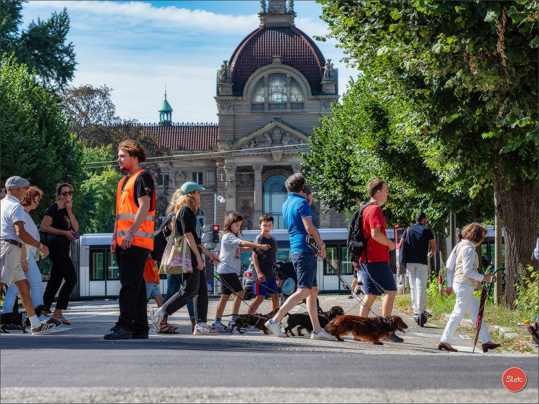 Teckels Parade Strasbourgeoise  Vous pouvez voir le galerie de photos. Photographe à Strasbourg | Portraits, Studio, Enfants, Événements